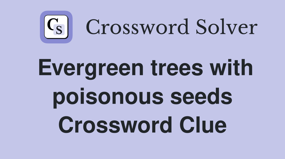 Evergreen trees with poisonous seeds Crossword Clue