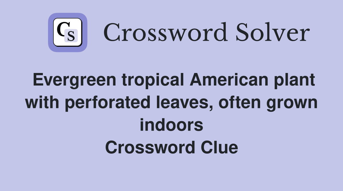 Evergreen tropical American plant with perforated leaves, often grown indoors Crossword Clue