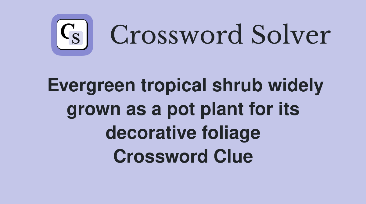 Evergreen tropical shrub widely grown as a pot plant for its decorative foliage Crossword Clue