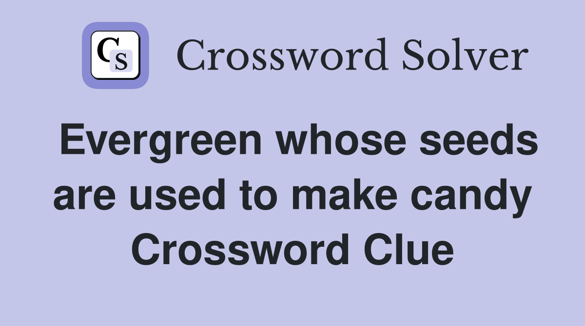 Evergreen whose seeds are used to make candy Crossword Clue
