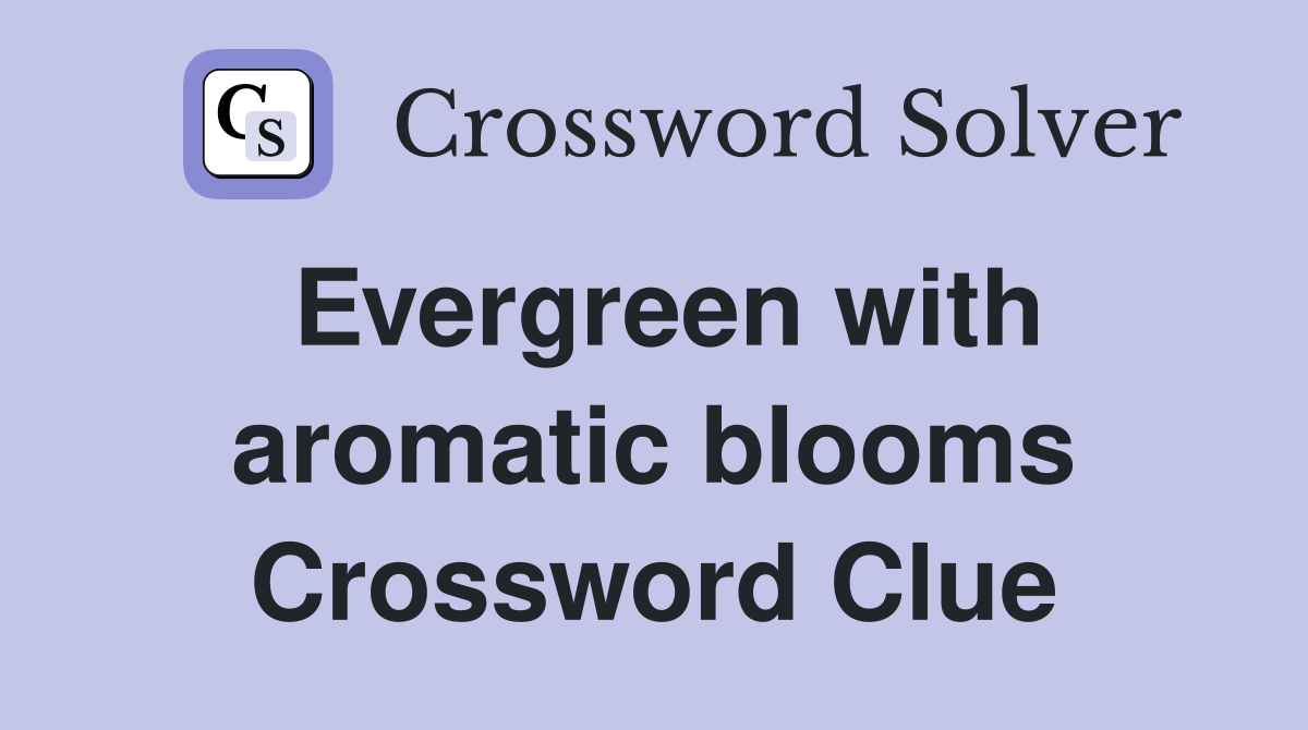 Evergreen with aromatic blooms Crossword Clue