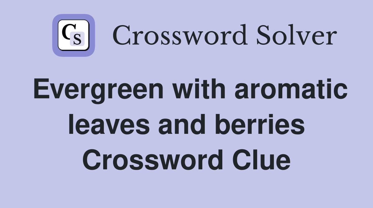 Evergreen with aromatic leaves and berries Crossword Clue