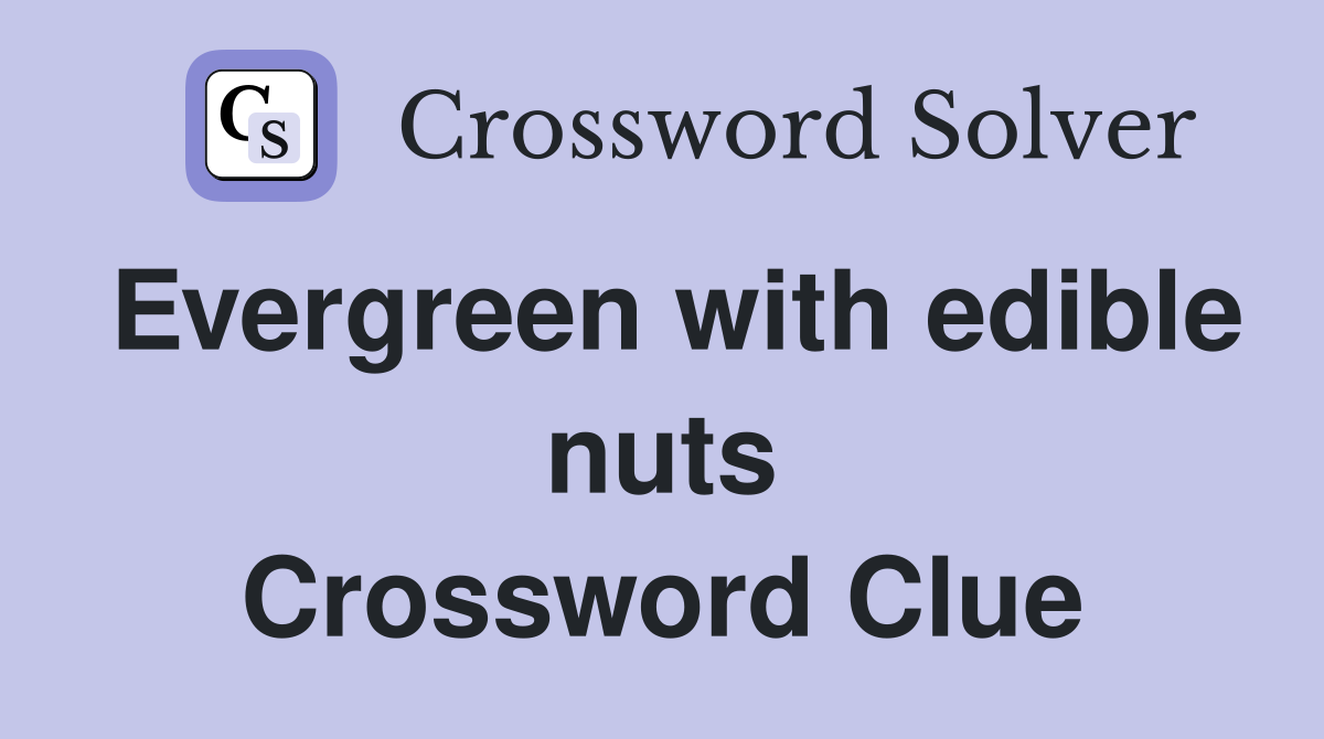 Evergreen with edible nuts Crossword Clue