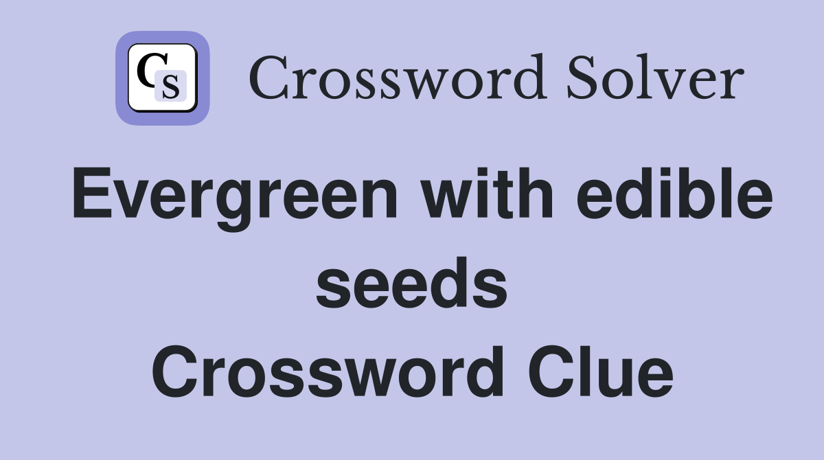 Evergreen with edible seeds Crossword Clue
