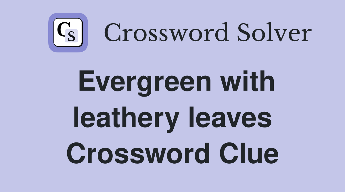 Evergreen with leathery leaves Crossword Clue