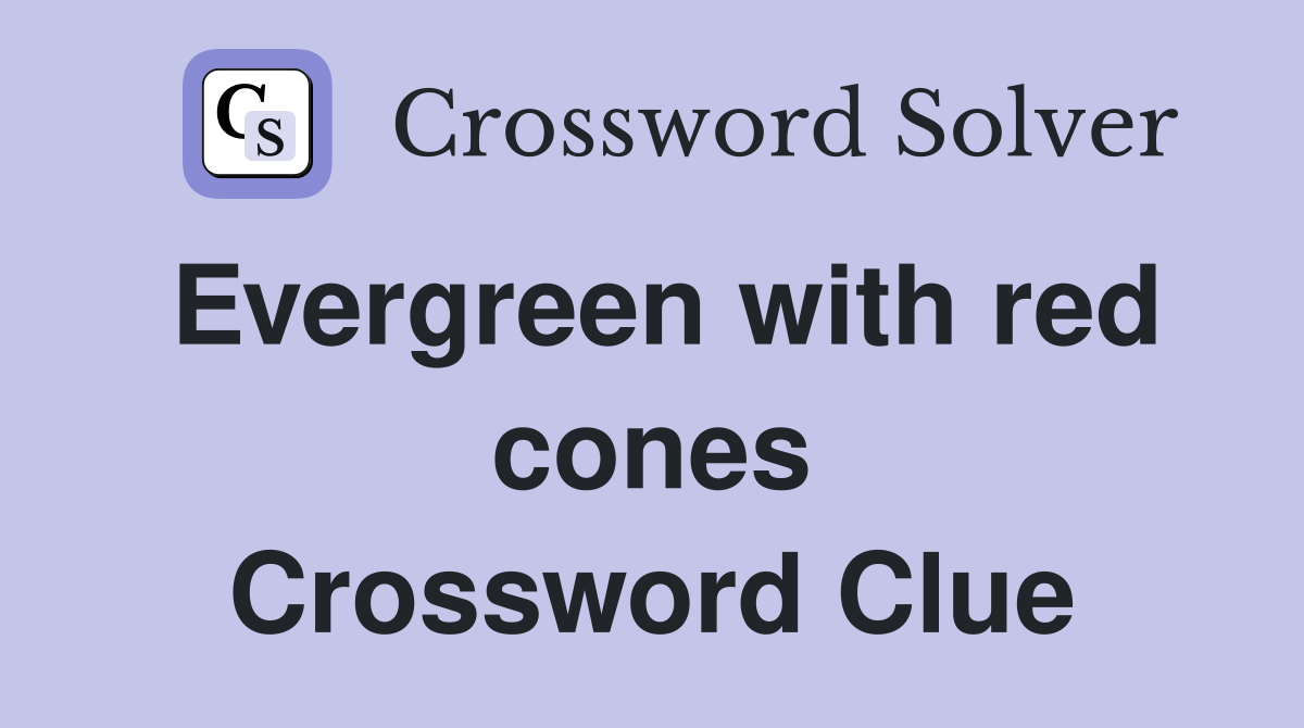 Evergreen with red cones Crossword Clue