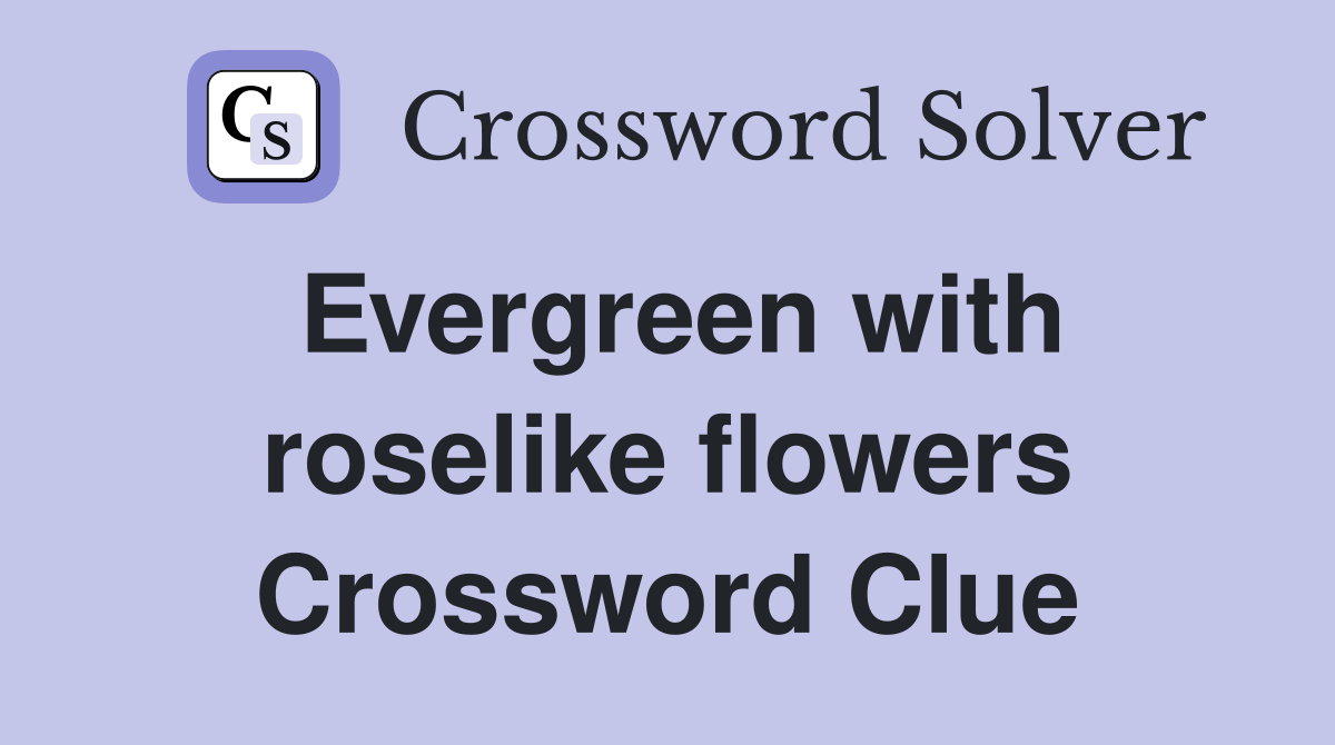 Evergreen with roselike flowers Crossword Clue
