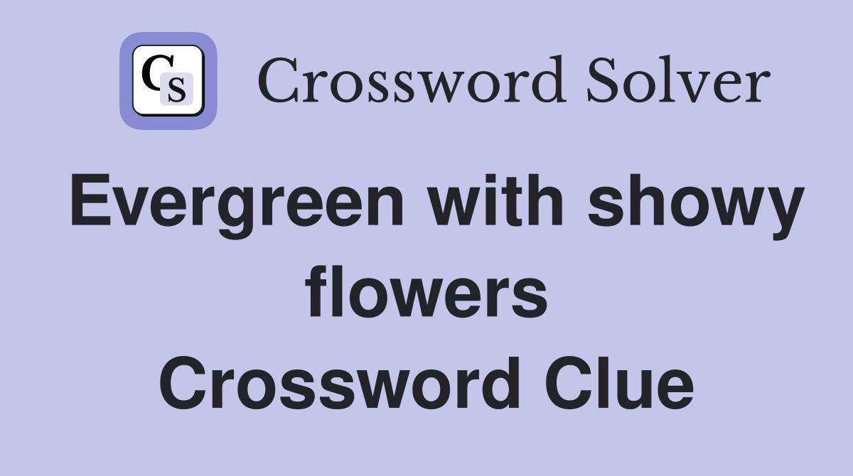 Evergreen with showy flowers Crossword Clue
