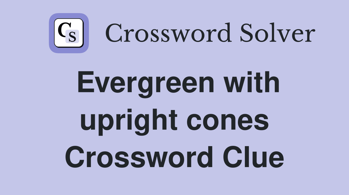 Evergreen with upright cones Crossword Clue