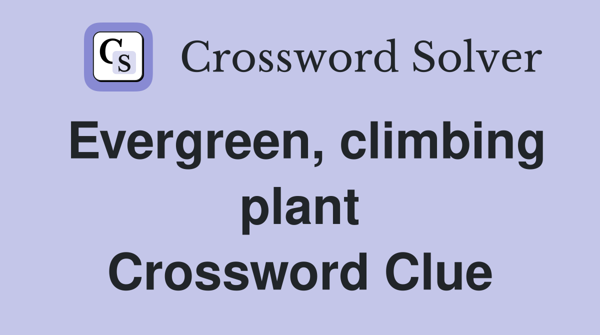 Evergreen, climbing plant Crossword Clue