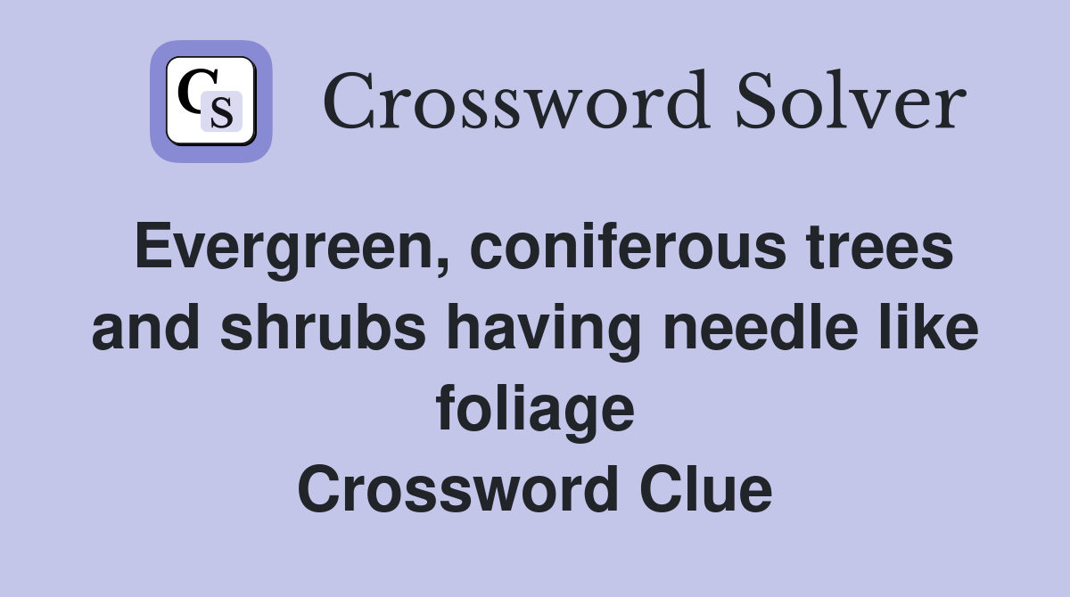 Evergreen, coniferous trees and shrubs having needle like foliage Crossword Clue