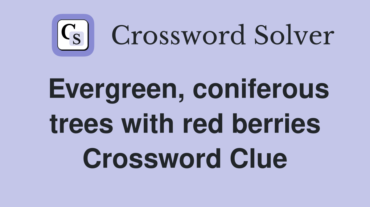 Evergreen, coniferous trees with red berries Crossword Clue