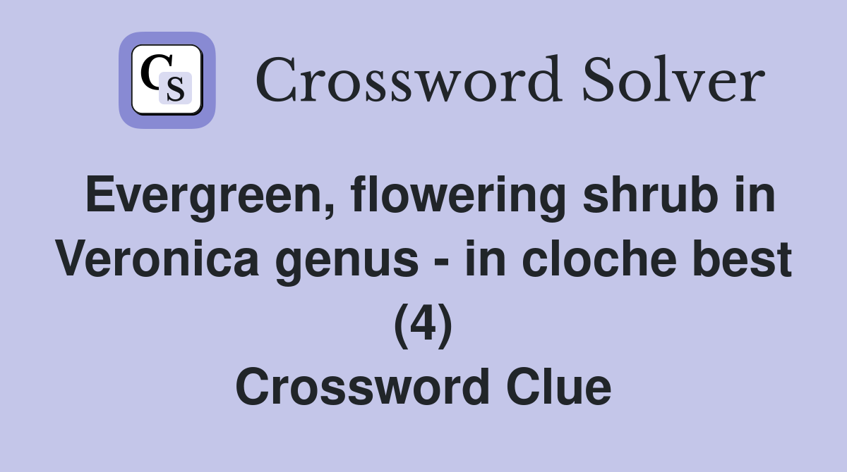Evergreen, flowering shrub in Veronica genus - in cloche best (4) Crossword Clue