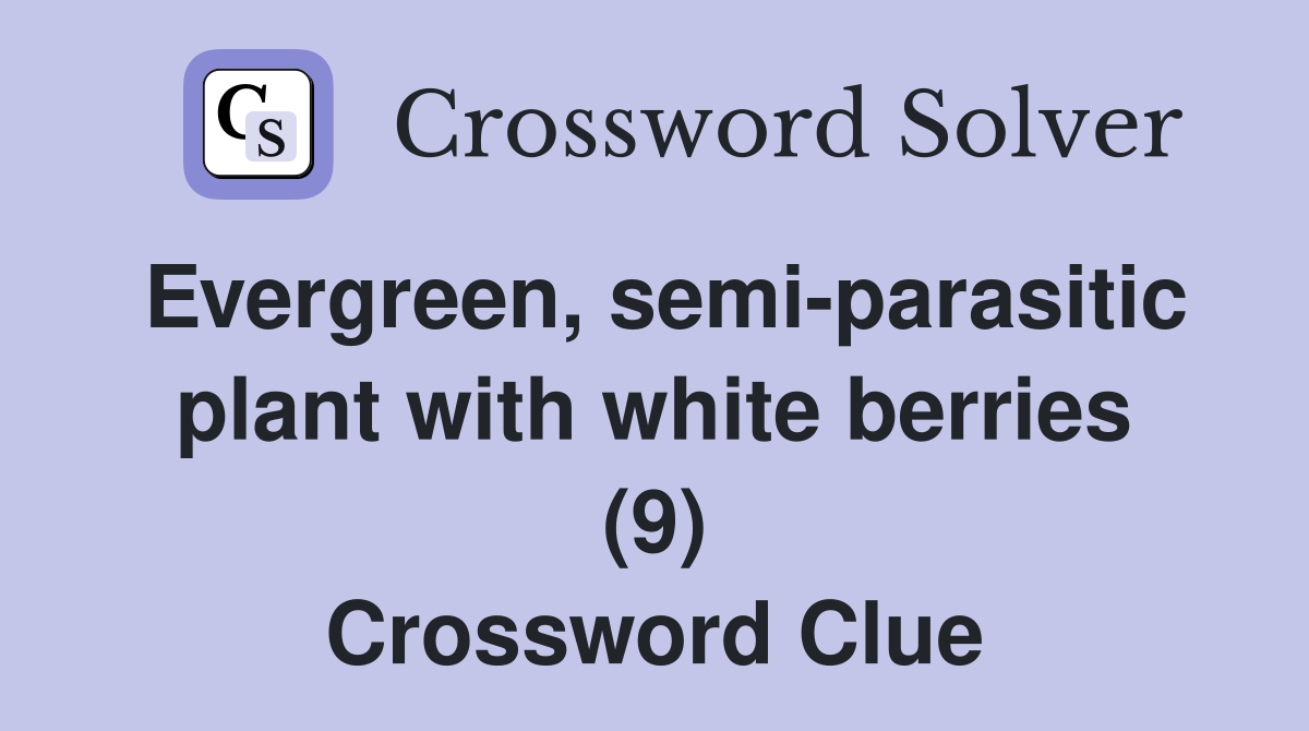 Evergreen, semi-parasitic plant with white berries (9) Crossword Clue