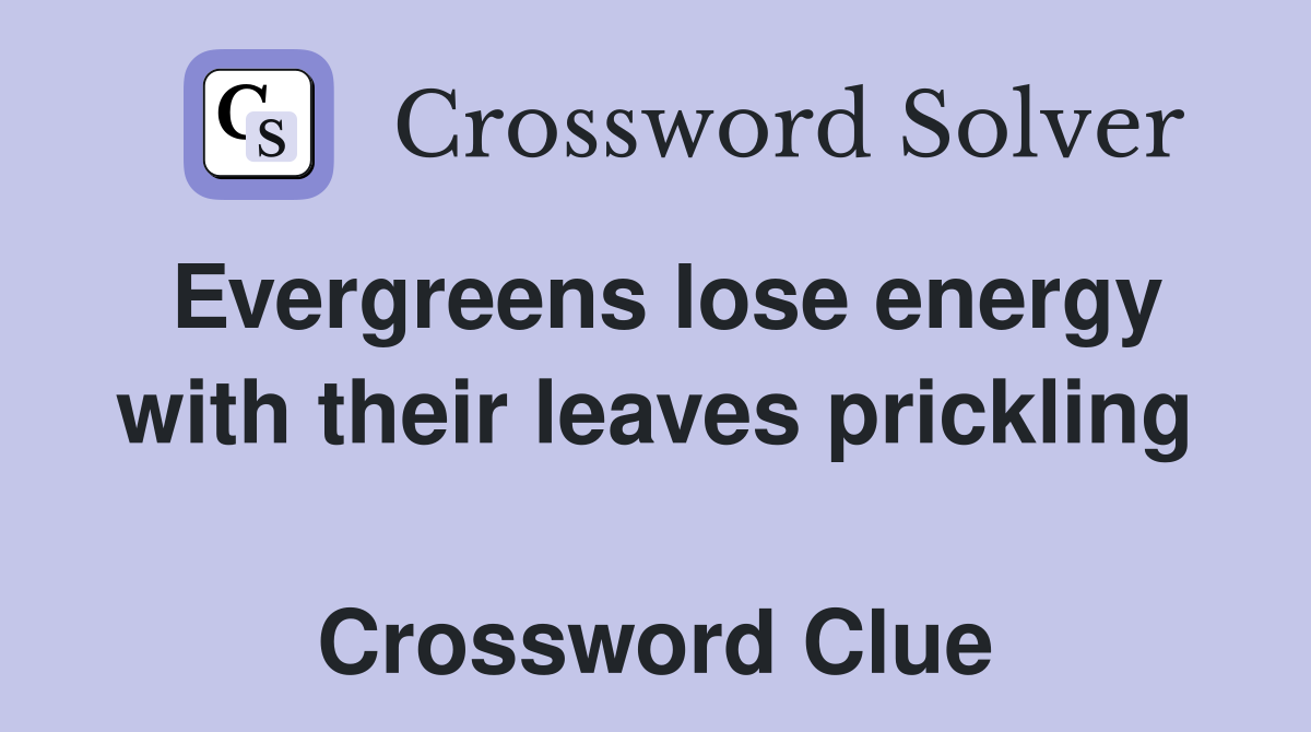 Evergreens lose energy with their leaves prickling  Crossword Clue