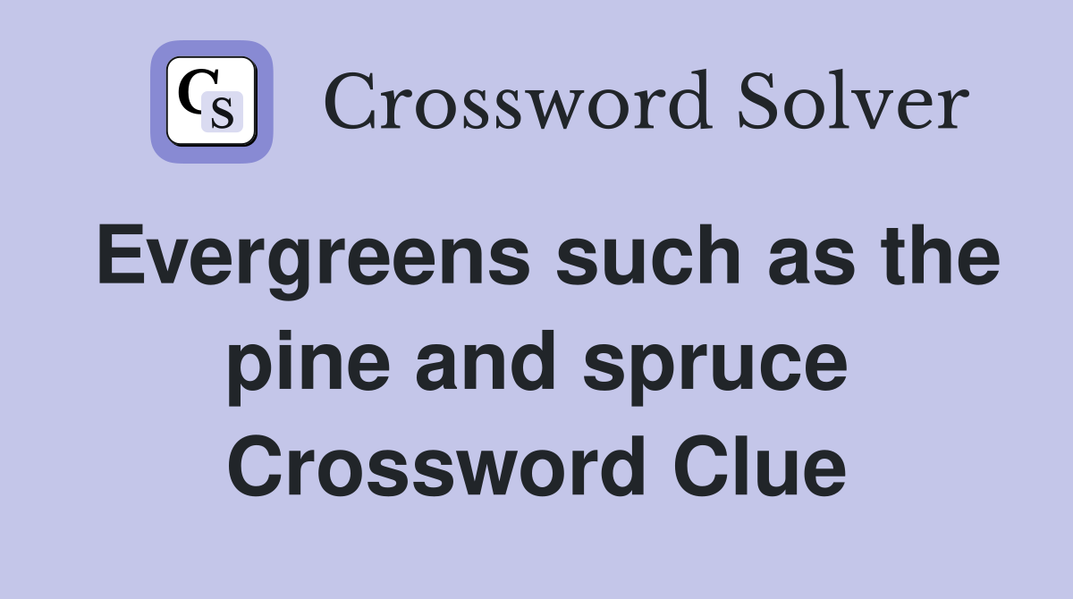 Evergreens such as the pine and spruce Crossword Clue