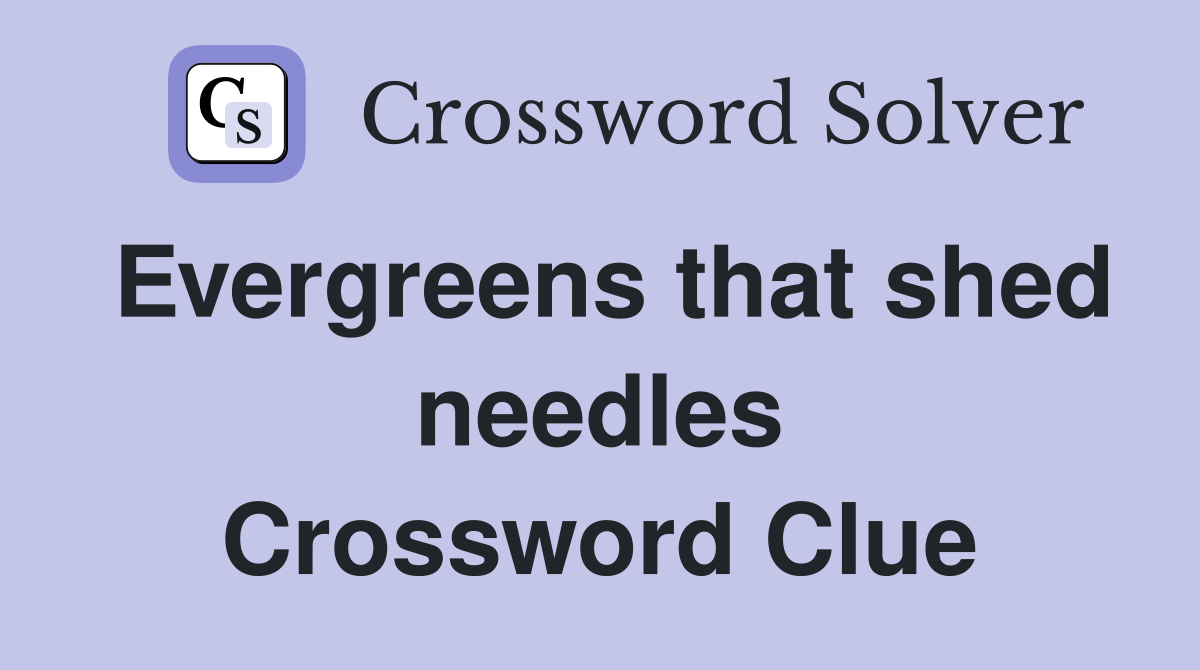 Evergreens that shed needles Crossword Clue