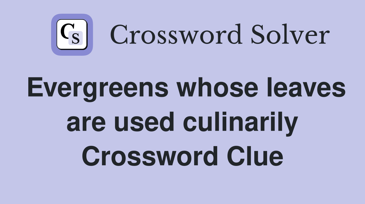 Evergreens whose leaves are used culinarily Crossword Clue