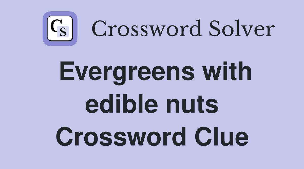 Evergreens with edible nuts Crossword Clue