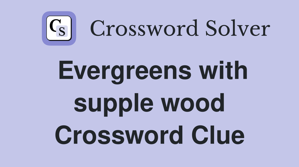 Evergreens with supple wood Crossword Clue
