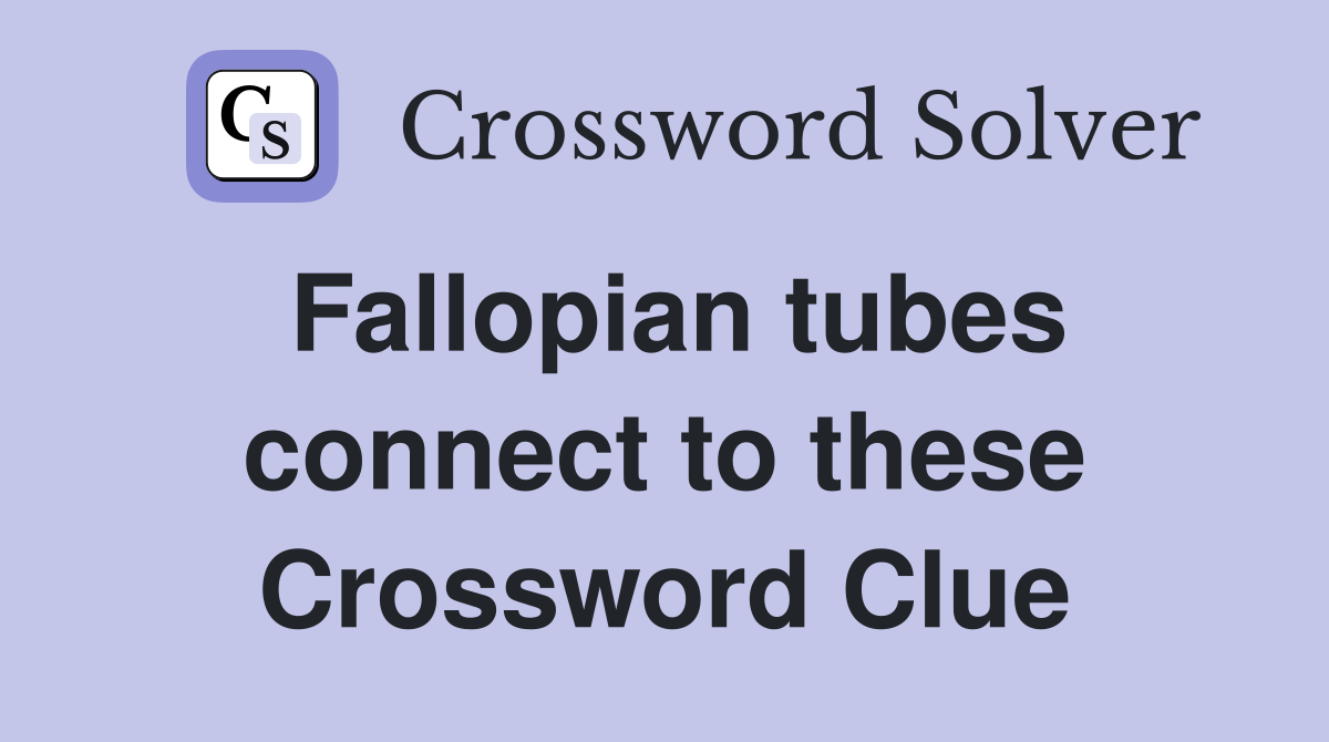 Fallopian tubes connect to these Crossword Clue