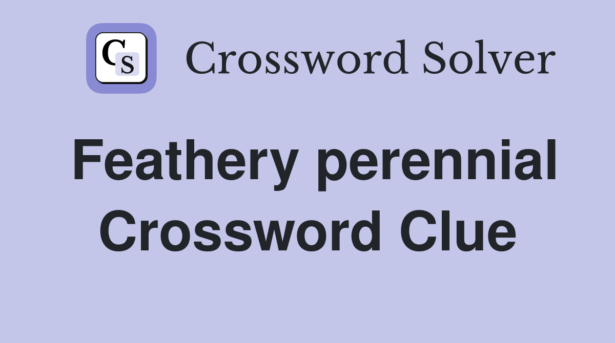 Feathery perennial Crossword Clue