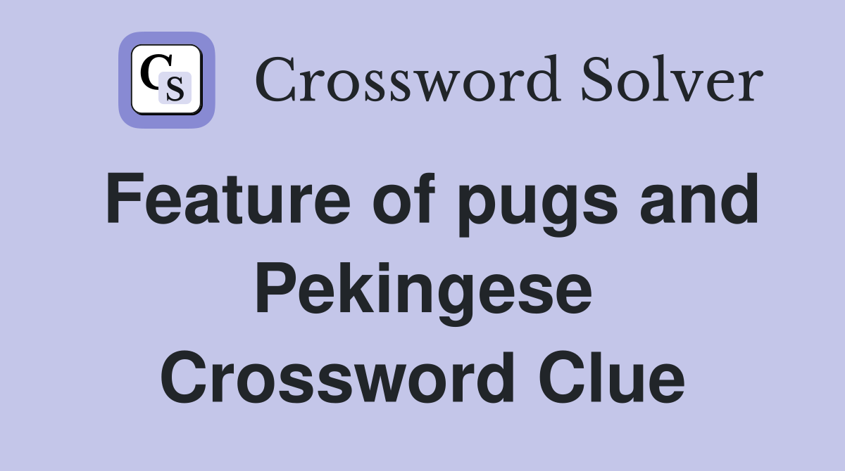 Feature of pugs and Pekingese Crossword Clue