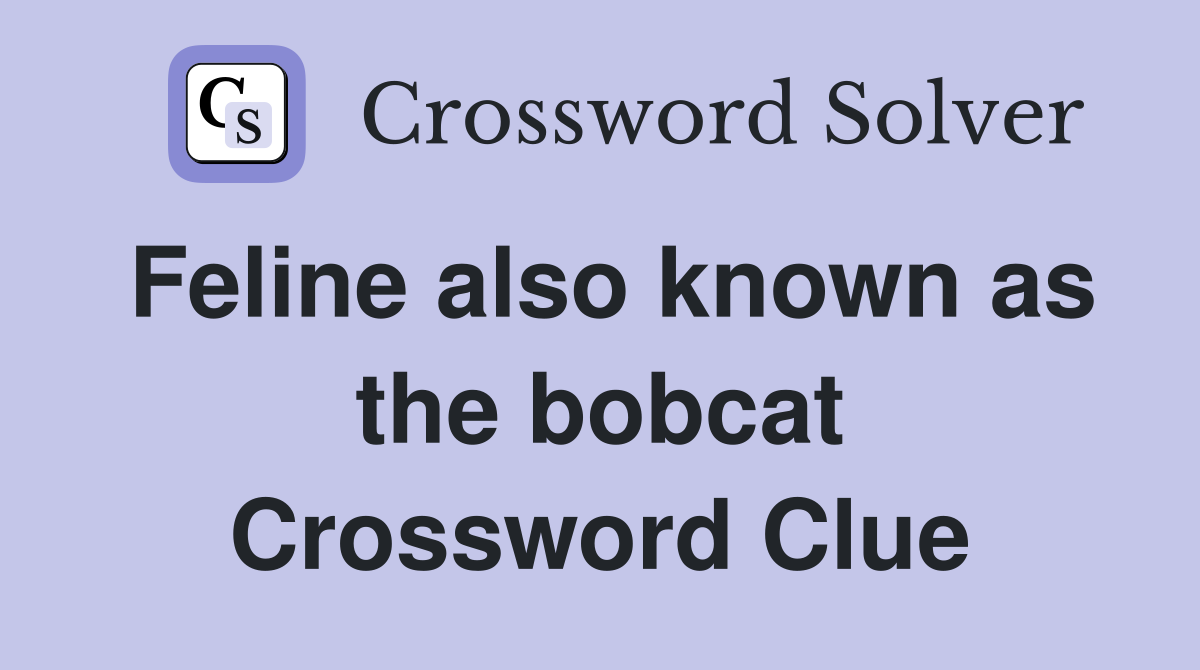 Feline also known as the bobcat Crossword Clue