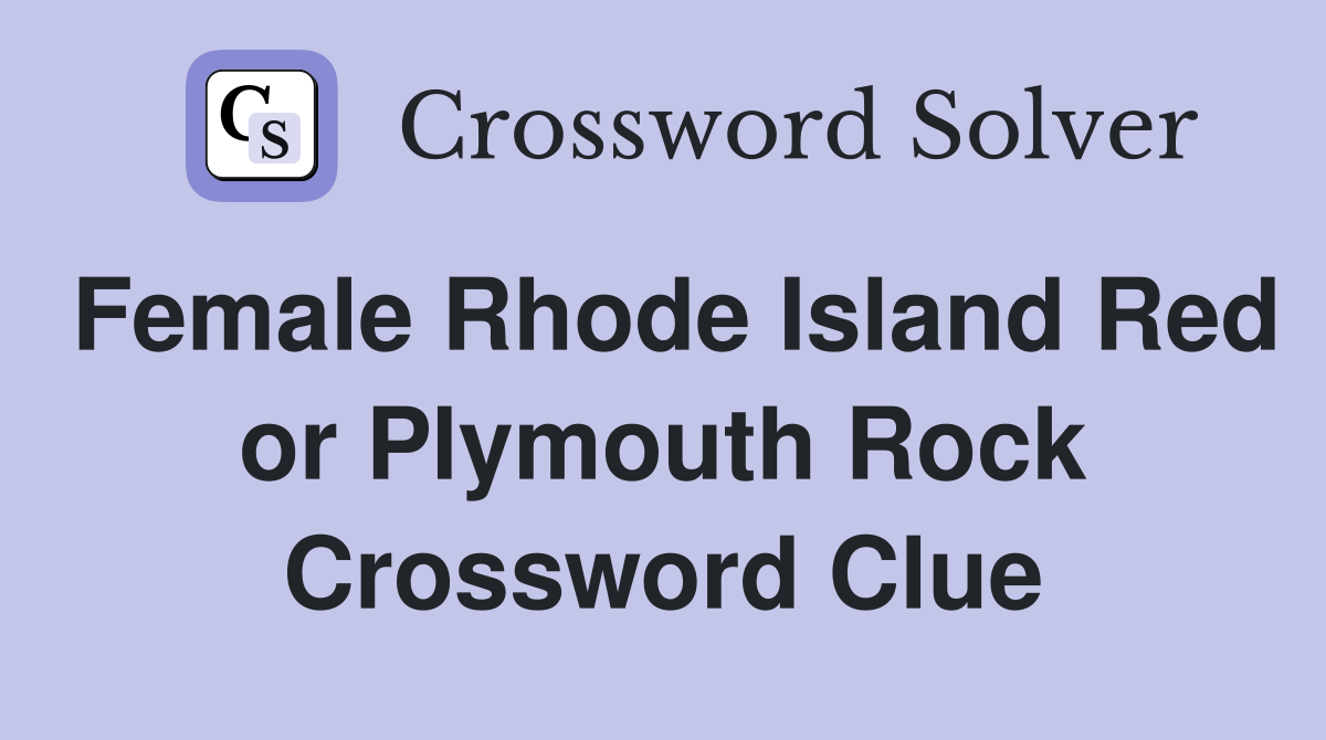 Female Rhode Island Red or Plymouth Rock Crossword Clue