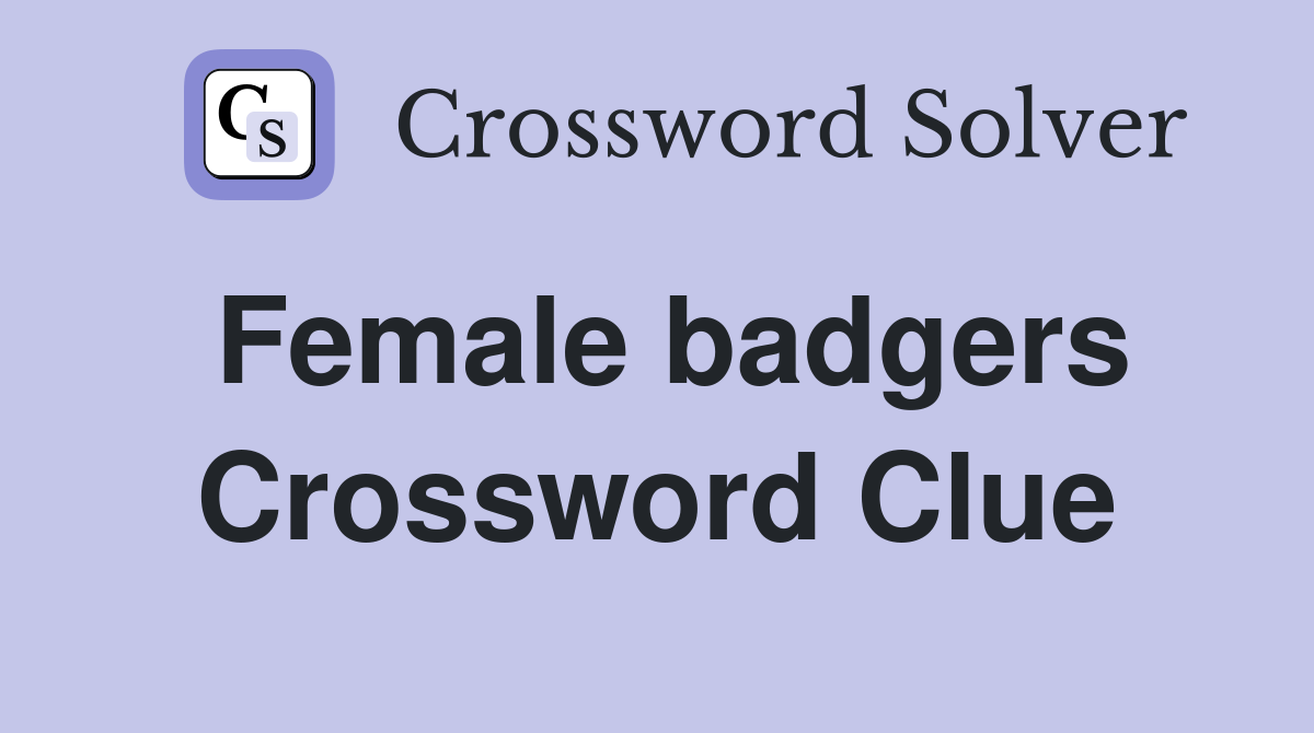 Female badgers Crossword Clue
