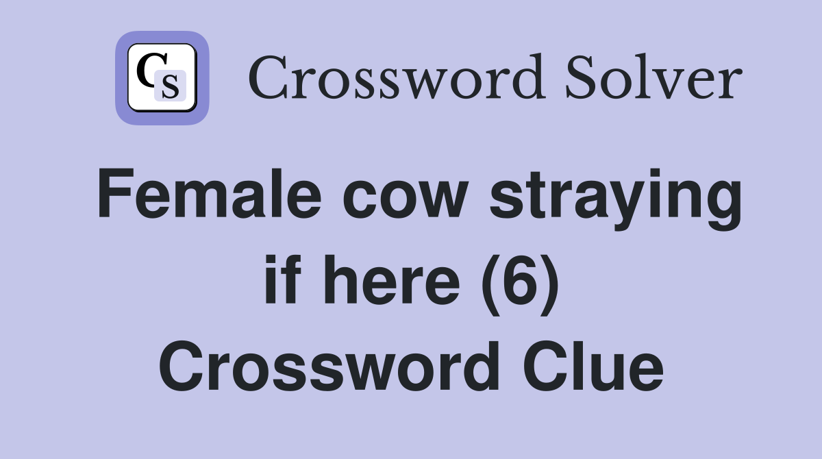 Female cow straying if here (6) Crossword Clue