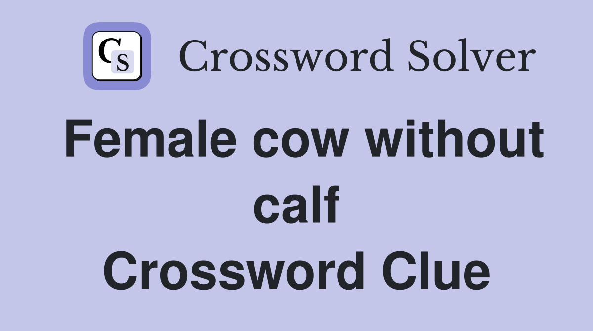 Female cow without calf Crossword Clue