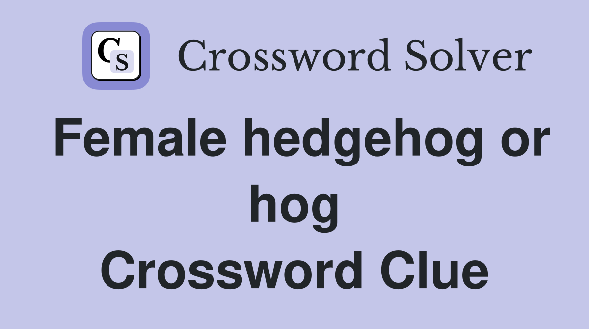 Female hedgehog or hog Crossword Clue