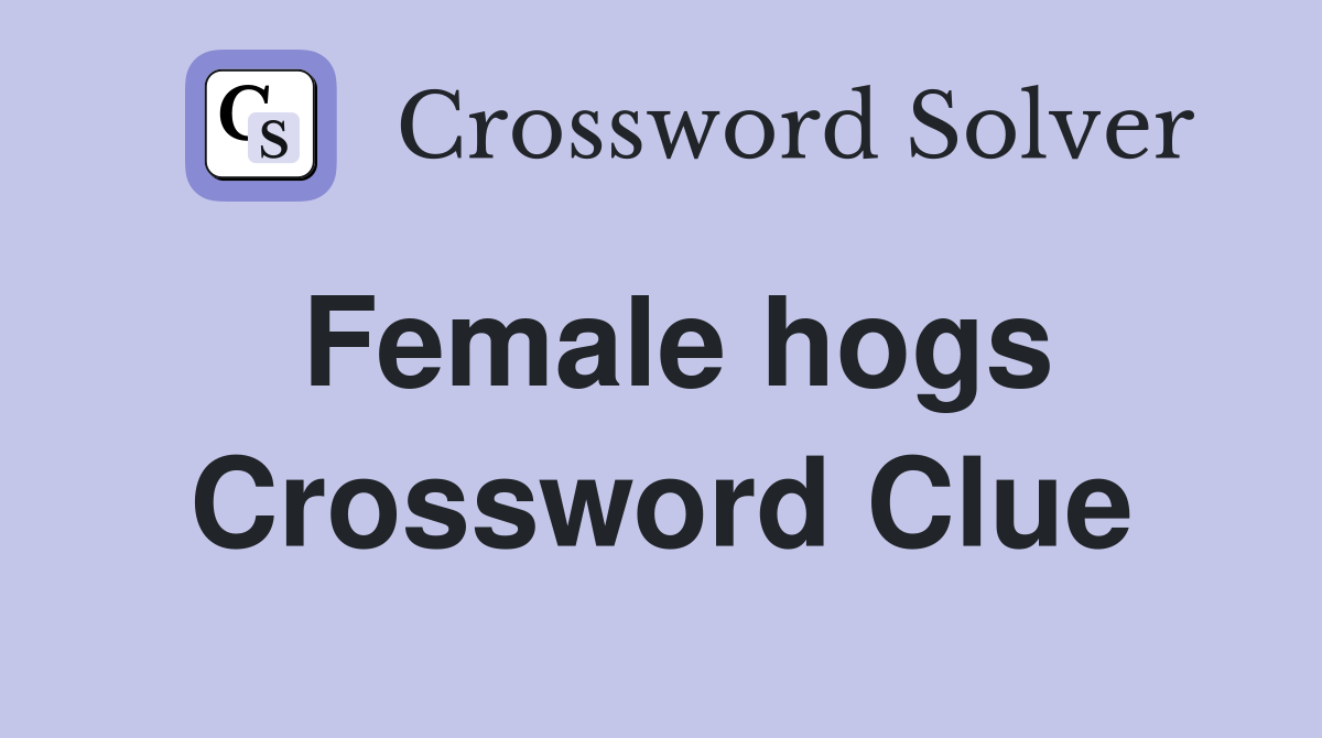 Female hogs Crossword Clue