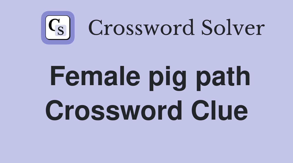Female pig path Crossword Clue