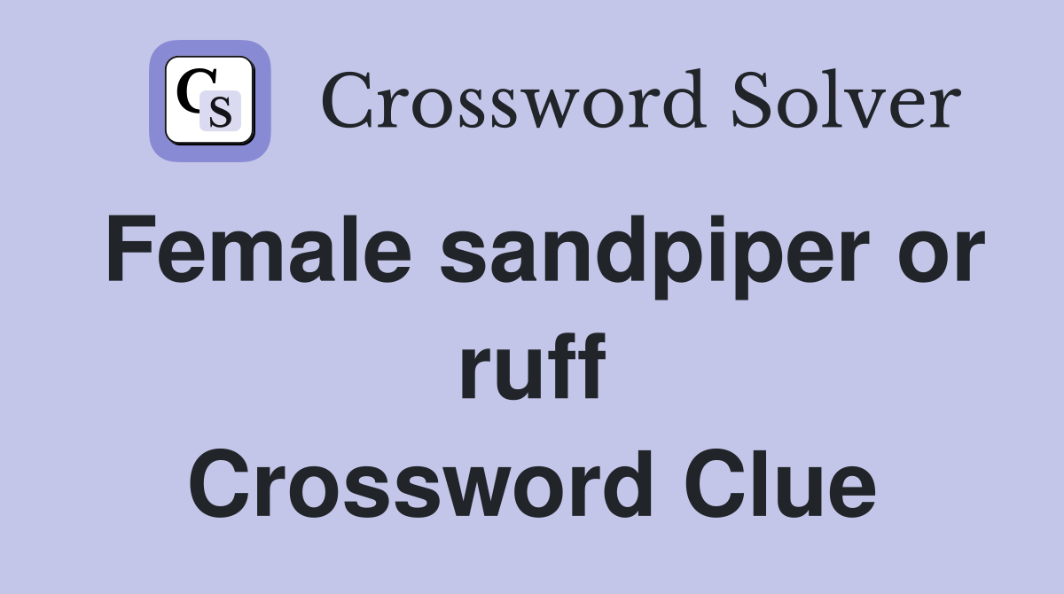 Female sandpiper or ruff Crossword Clue