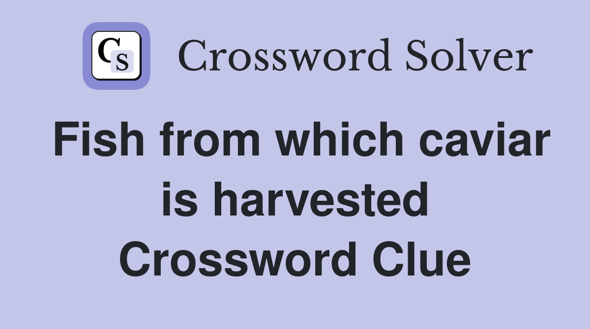 Fish from which caviar is harvested Crossword Clue