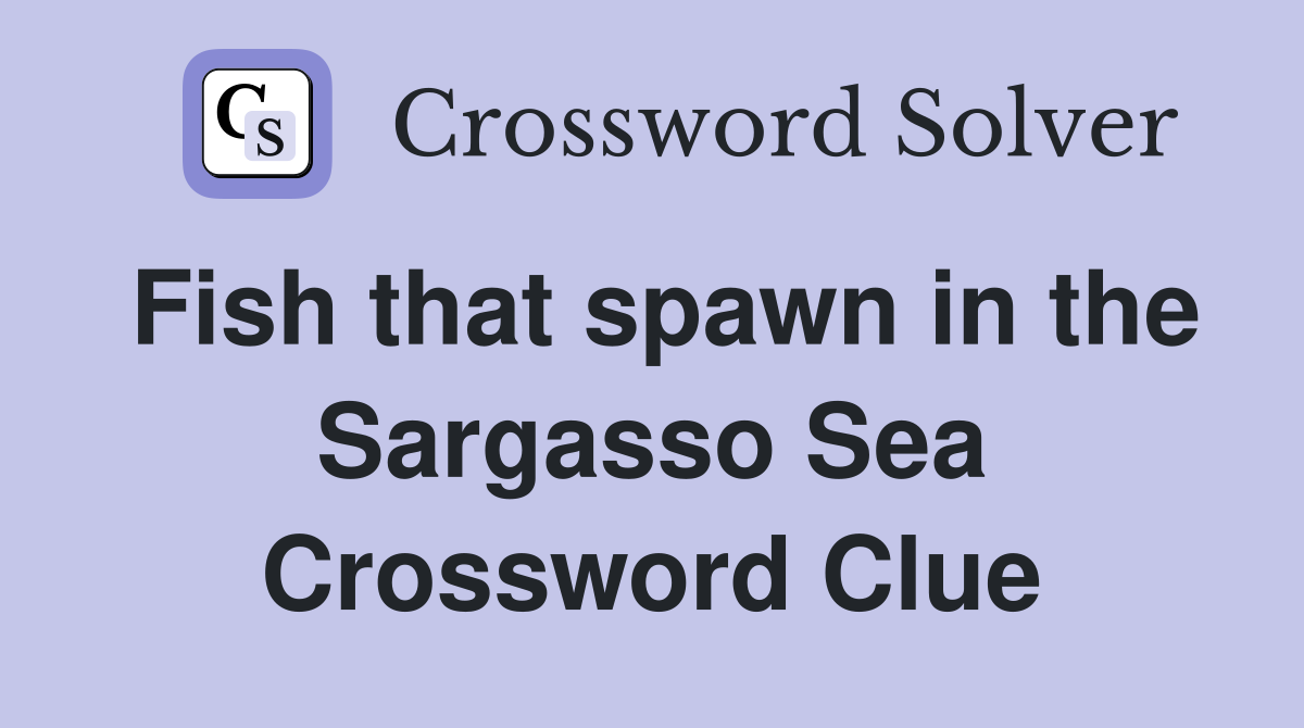 Fish that spawn in the Sargasso Sea Crossword Clue
