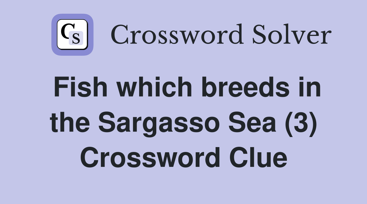 Fish which breeds in the Sargasso Sea (3) Crossword Clue