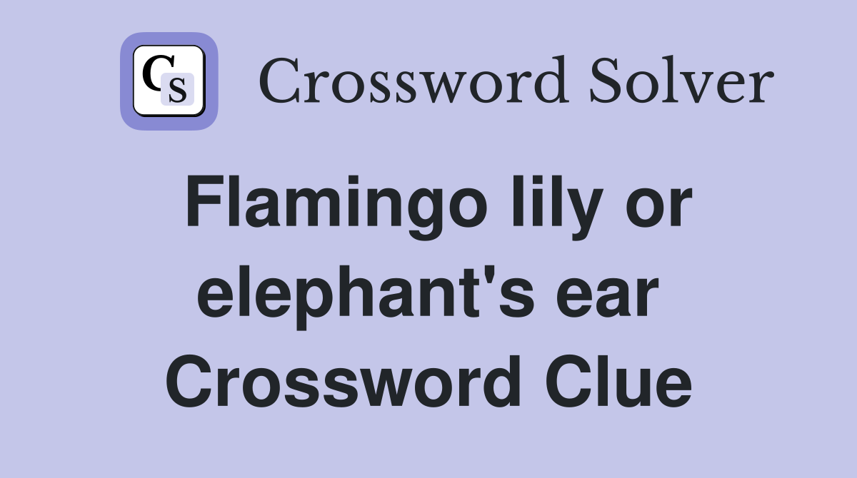 Flamingo lily or elephant's ear Crossword Clue