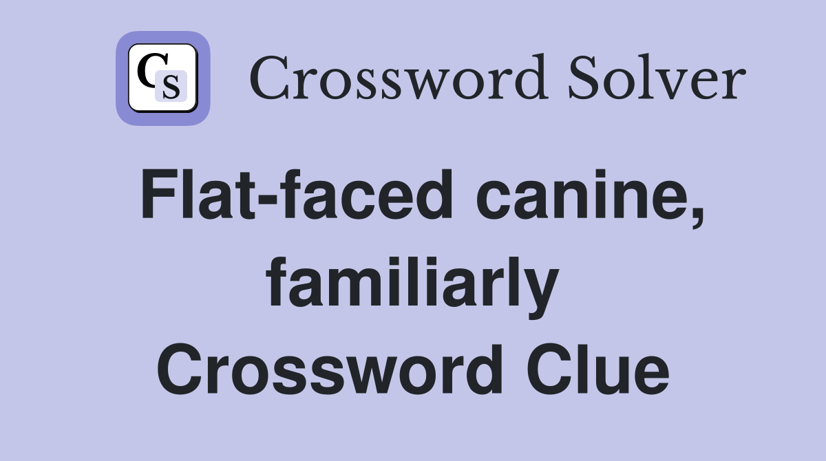 Flat-faced canine, familiarly Crossword Clue