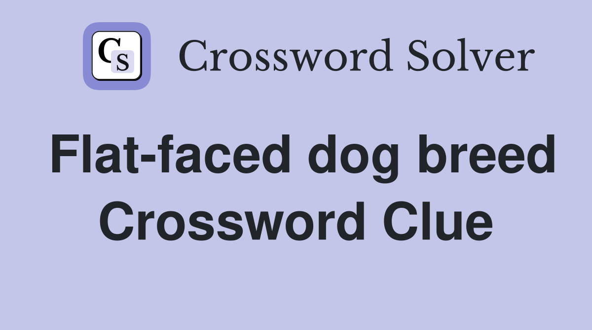 Flat-faced dog breed Crossword Clue