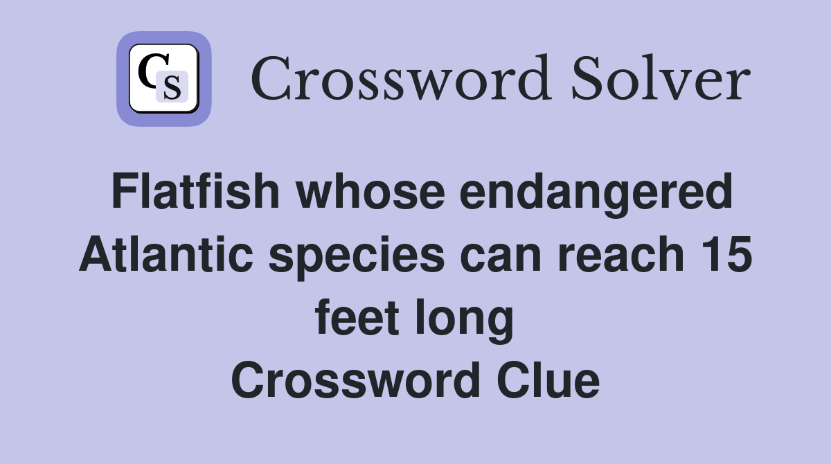 Flatfish whose endangered Atlantic species can reach 15 feet long Crossword Clue