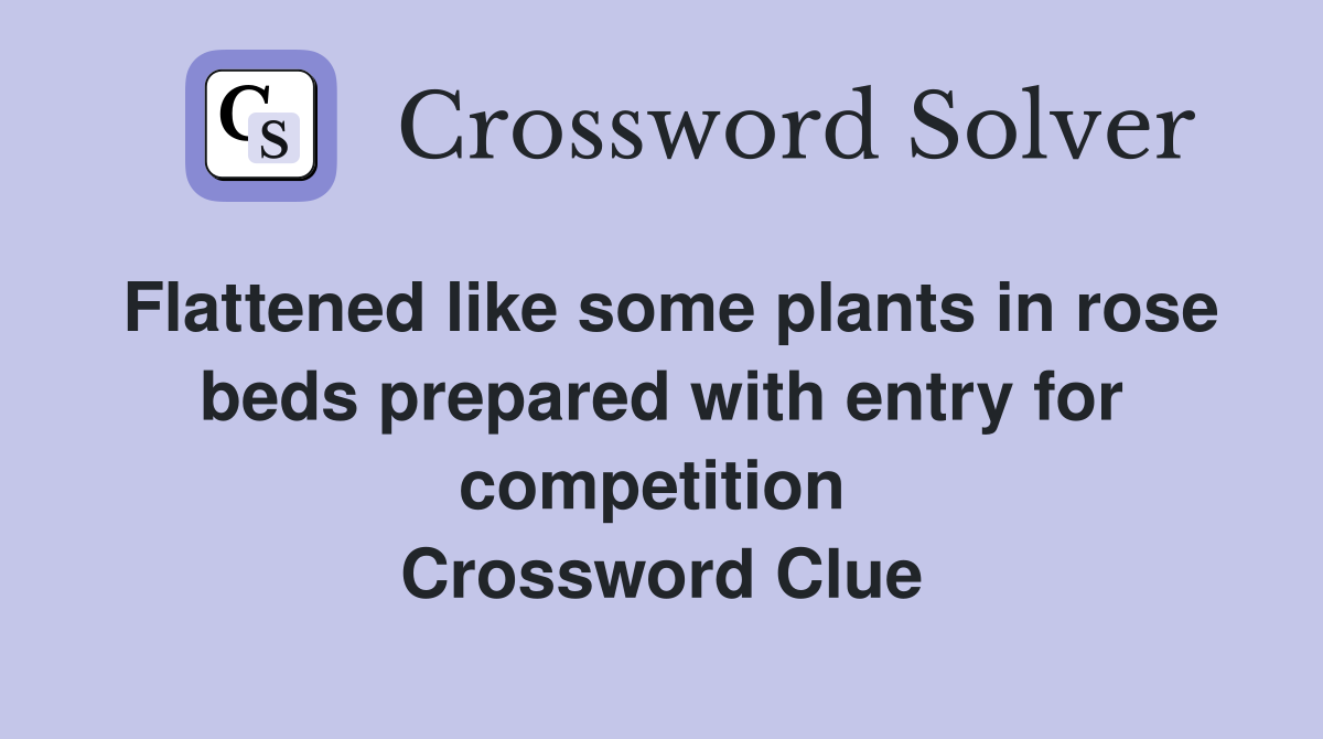 Flattened like some plants in rose beds prepared with entry for competition  Crossword Clue