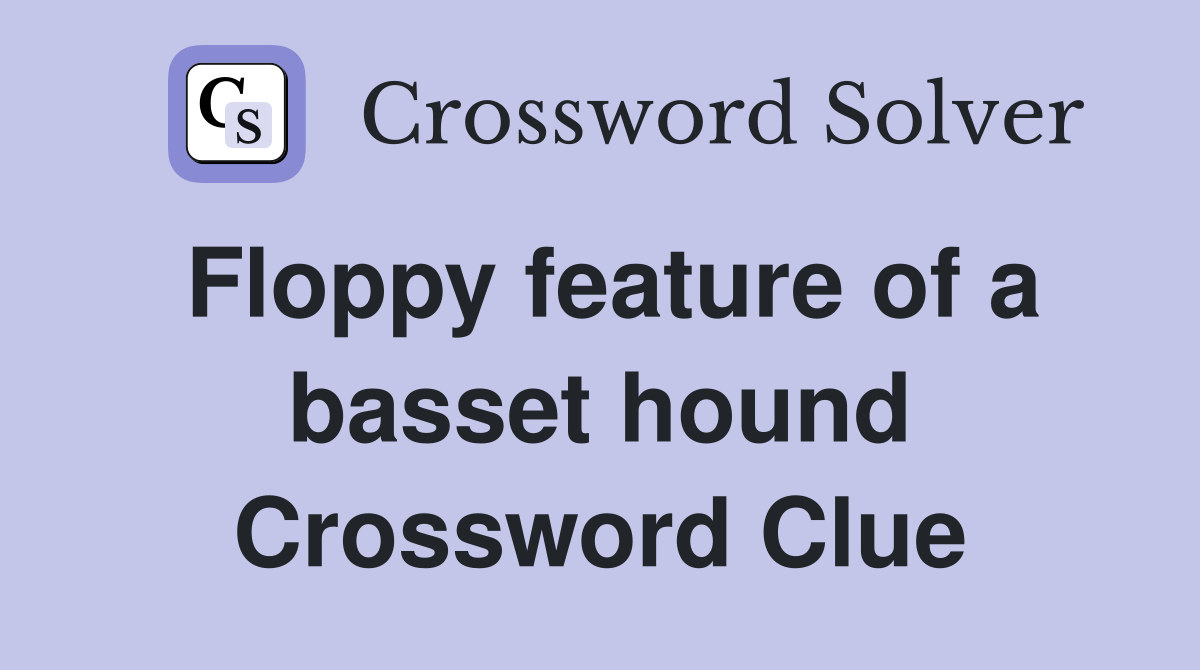 Floppy feature of a basset hound Crossword Clue