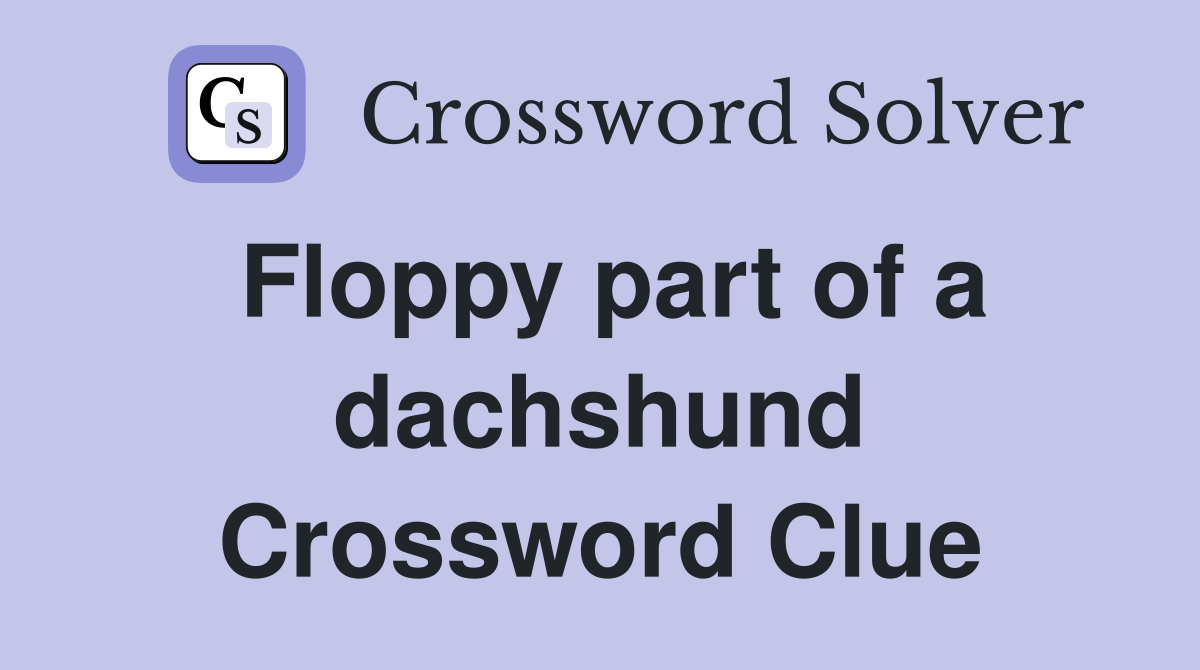 Floppy part of a dachshund Crossword Clue