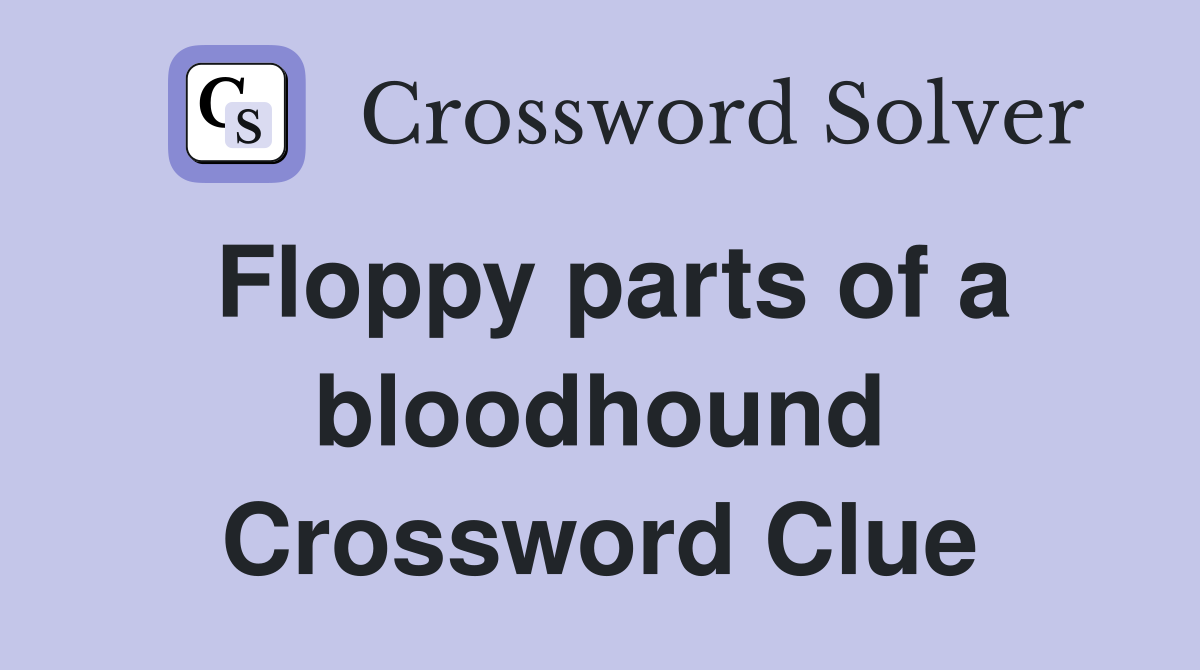Floppy parts of a bloodhound Crossword Clue
