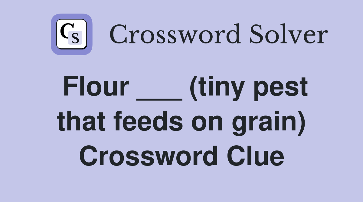 Flour ___ (tiny pest that feeds on grain) Crossword Clue