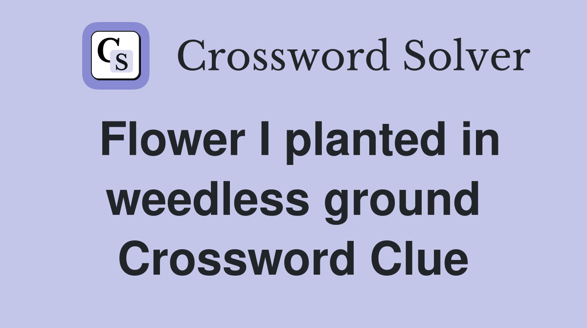 Flower I planted in weedless ground Crossword Clue