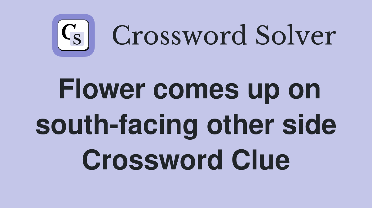 Flower comes up on south-facing other side Crossword Clue